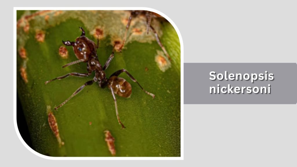 Solenopsis nickersoni
