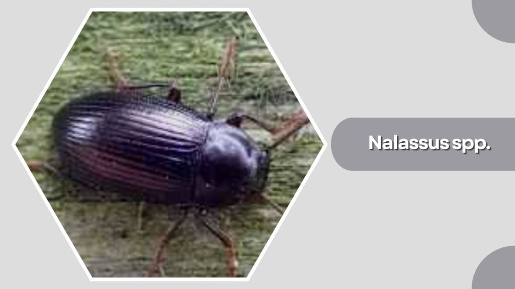 Nalassus spp.