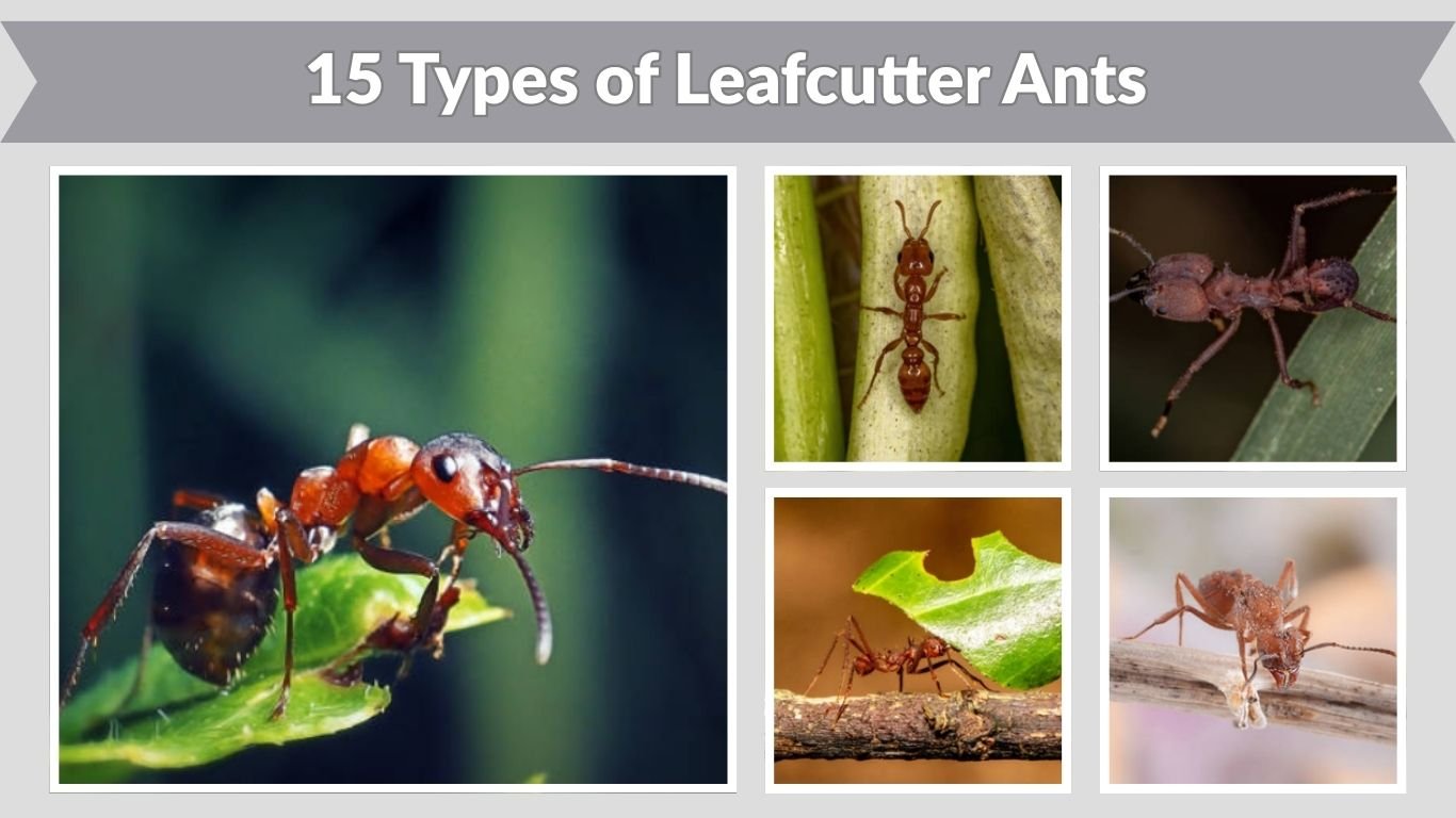 15 Types of Leafcutter Ants: Species Identification With Pictures