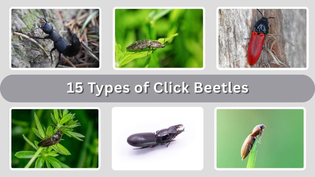 15 Types of Click Beetles: Species Identification Guide