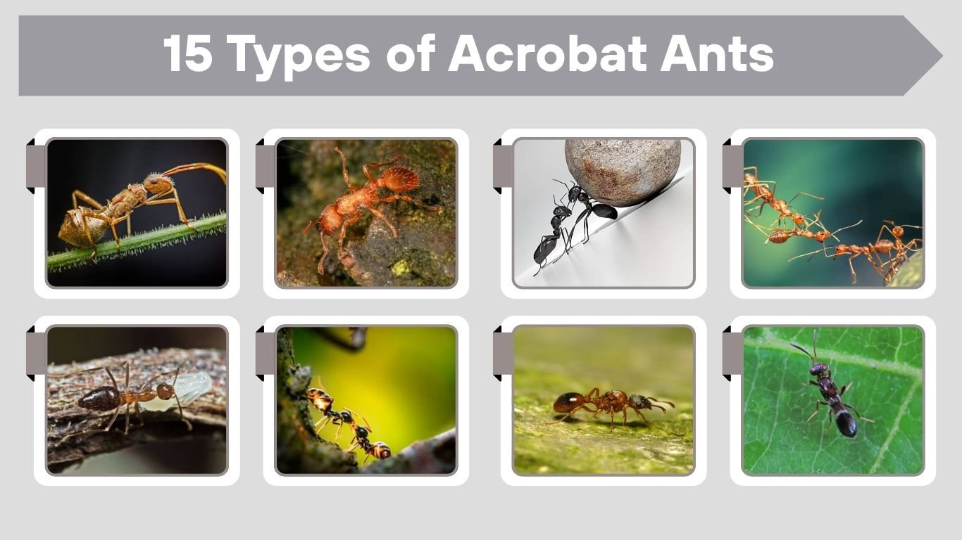 15 Types of Acrobat Ants: Identification with Pictures