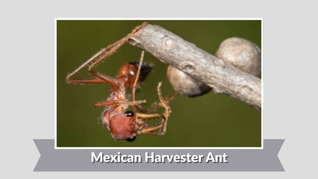 Mexican Harvester Ant