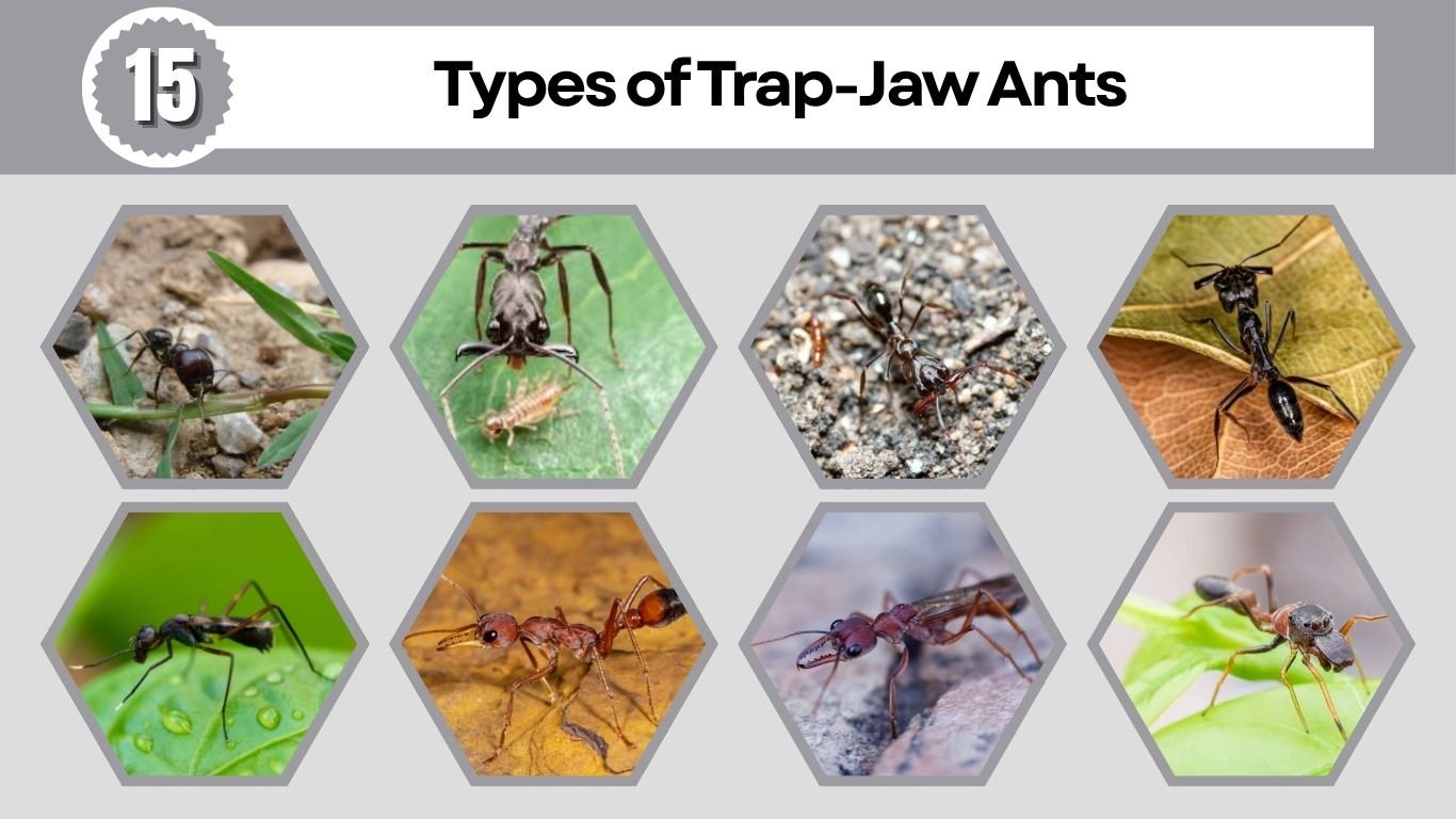 15 Types of Trap-Jaw Ants: Identification with Pictures
