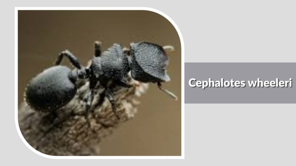 Cephalotes wheeleri