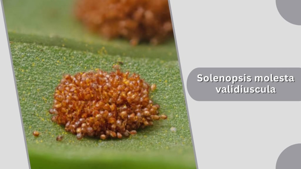 Solenopsis molesta validiuscula