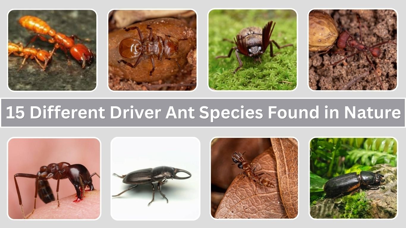 15 Different Driver Ant Species Found in Nature