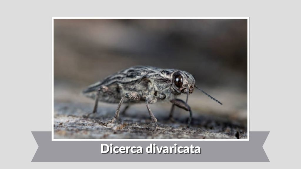 Dicerca divaricata