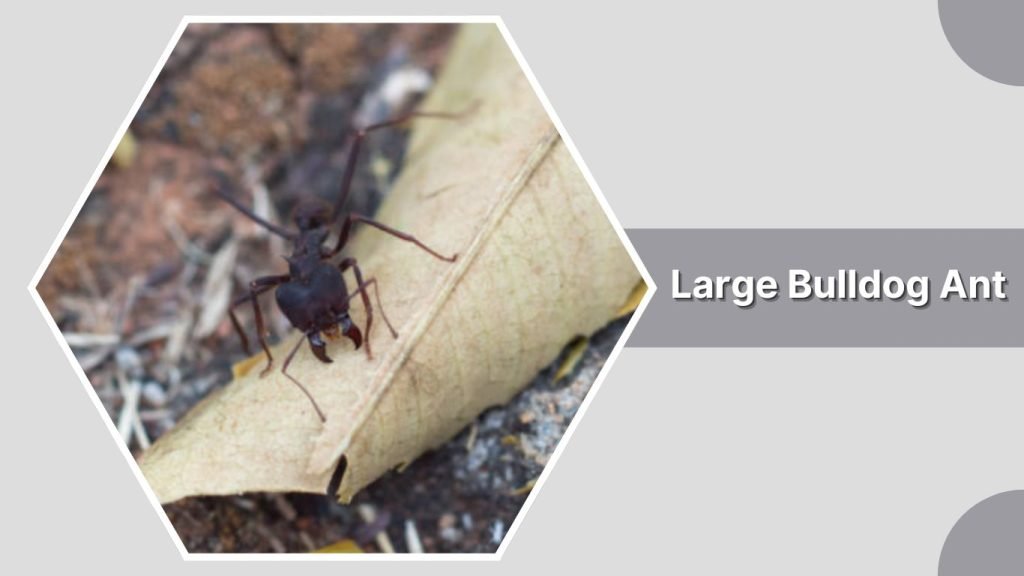Large Bulldog Ant