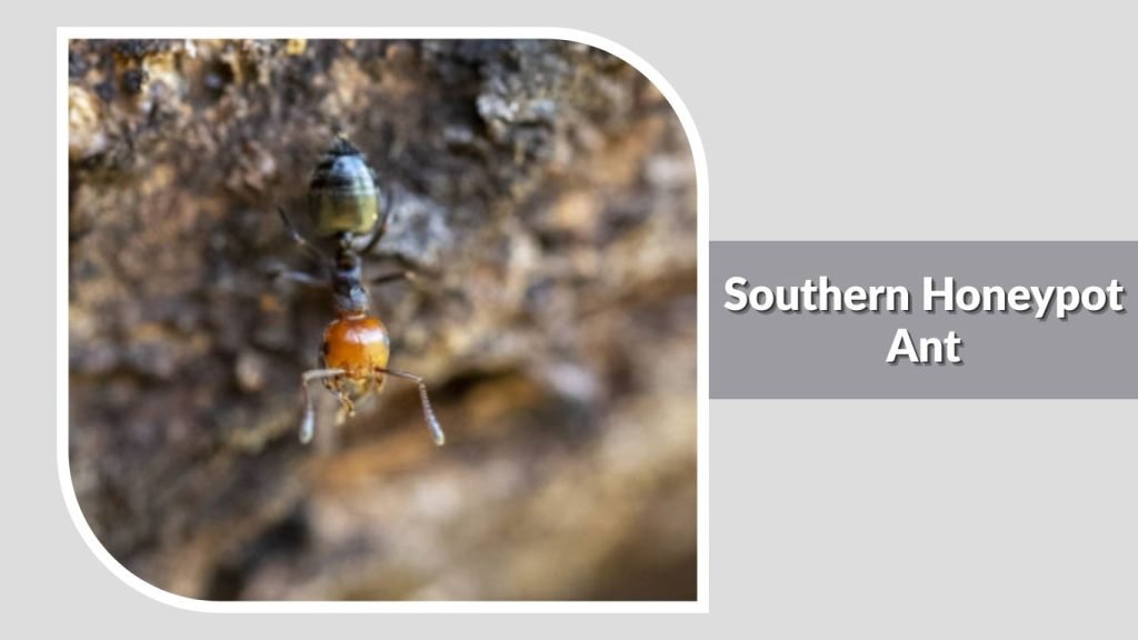 Southern Honeypot Ant