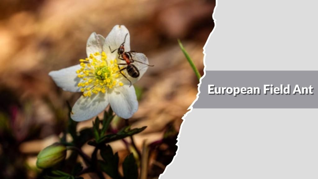 European Field Ant