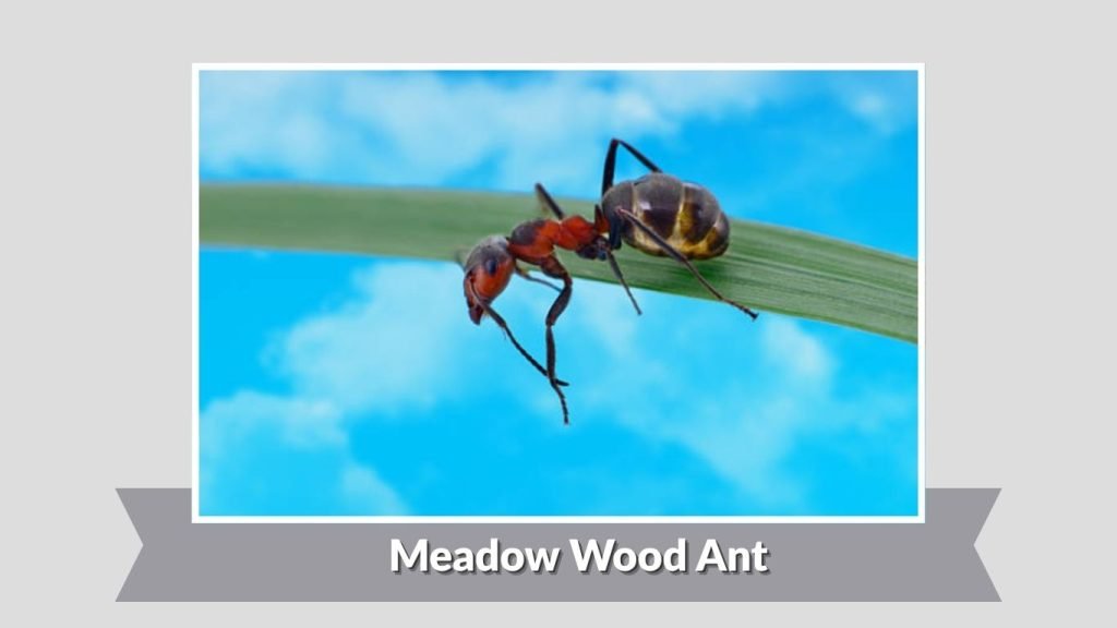 Meadow Wood Ant