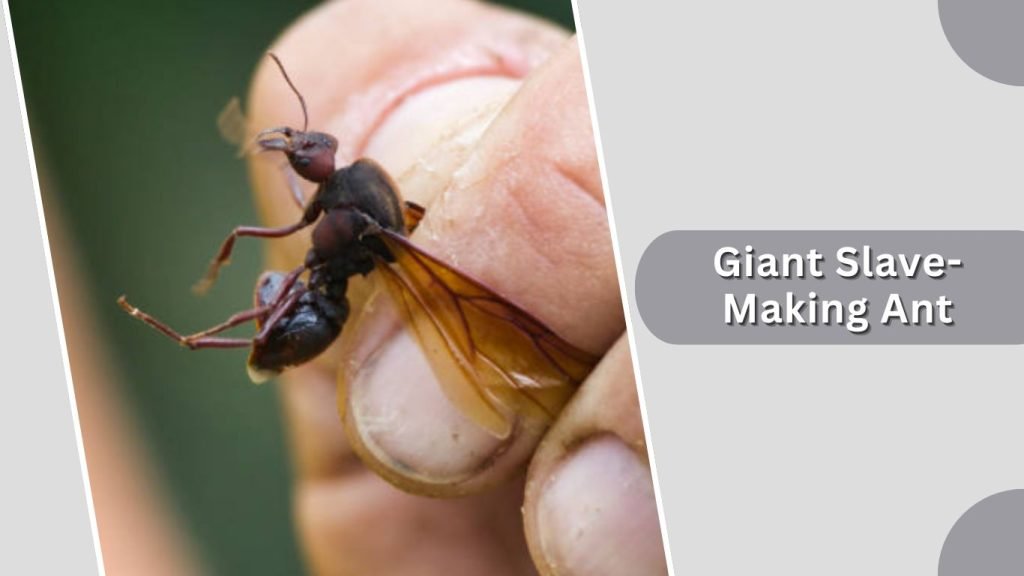  Giant Slave-Making Ant