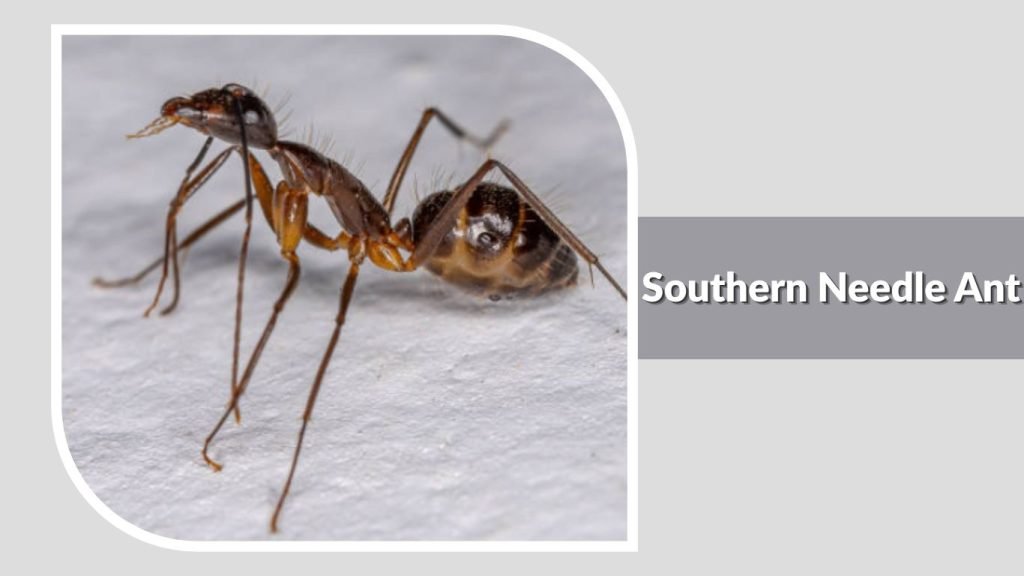 Southern Needle Ant