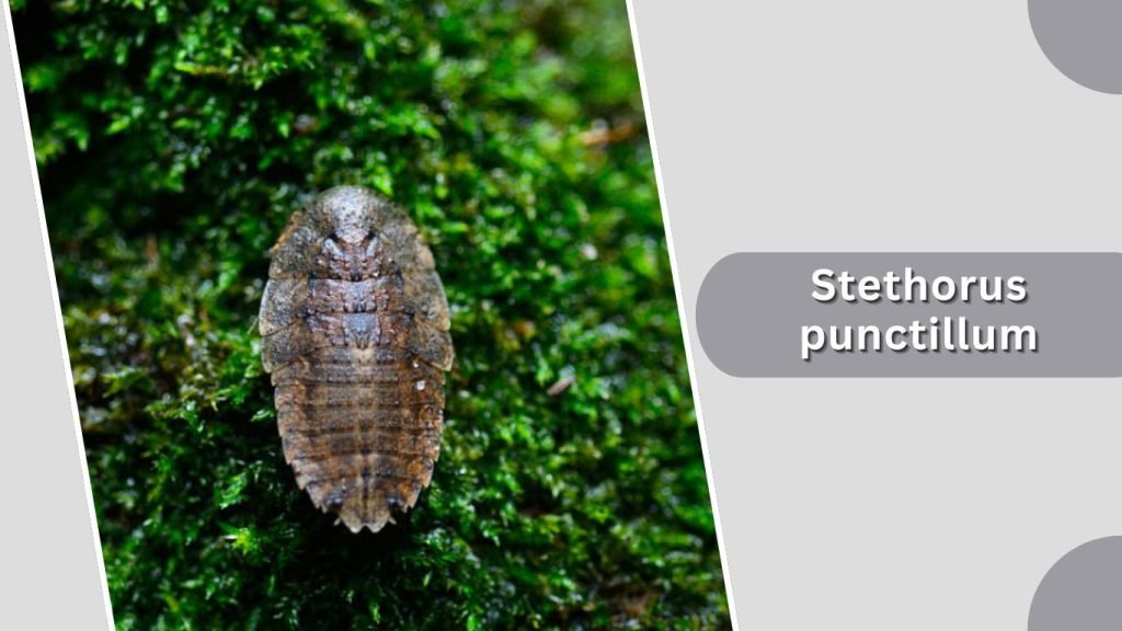 Stethorus punctillum