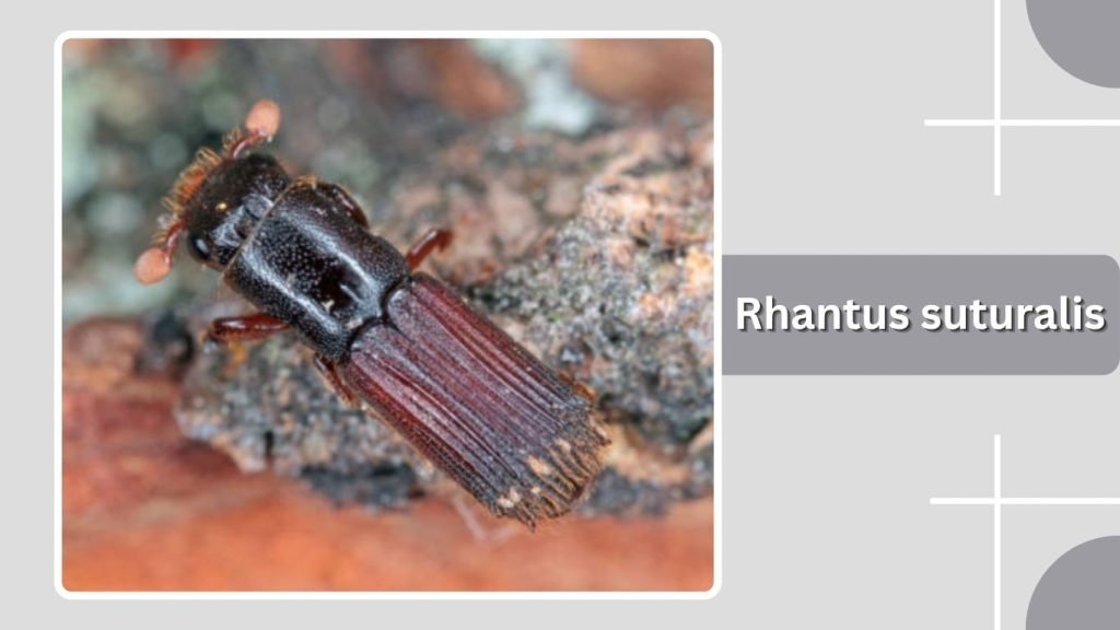  Rhantus suturalis