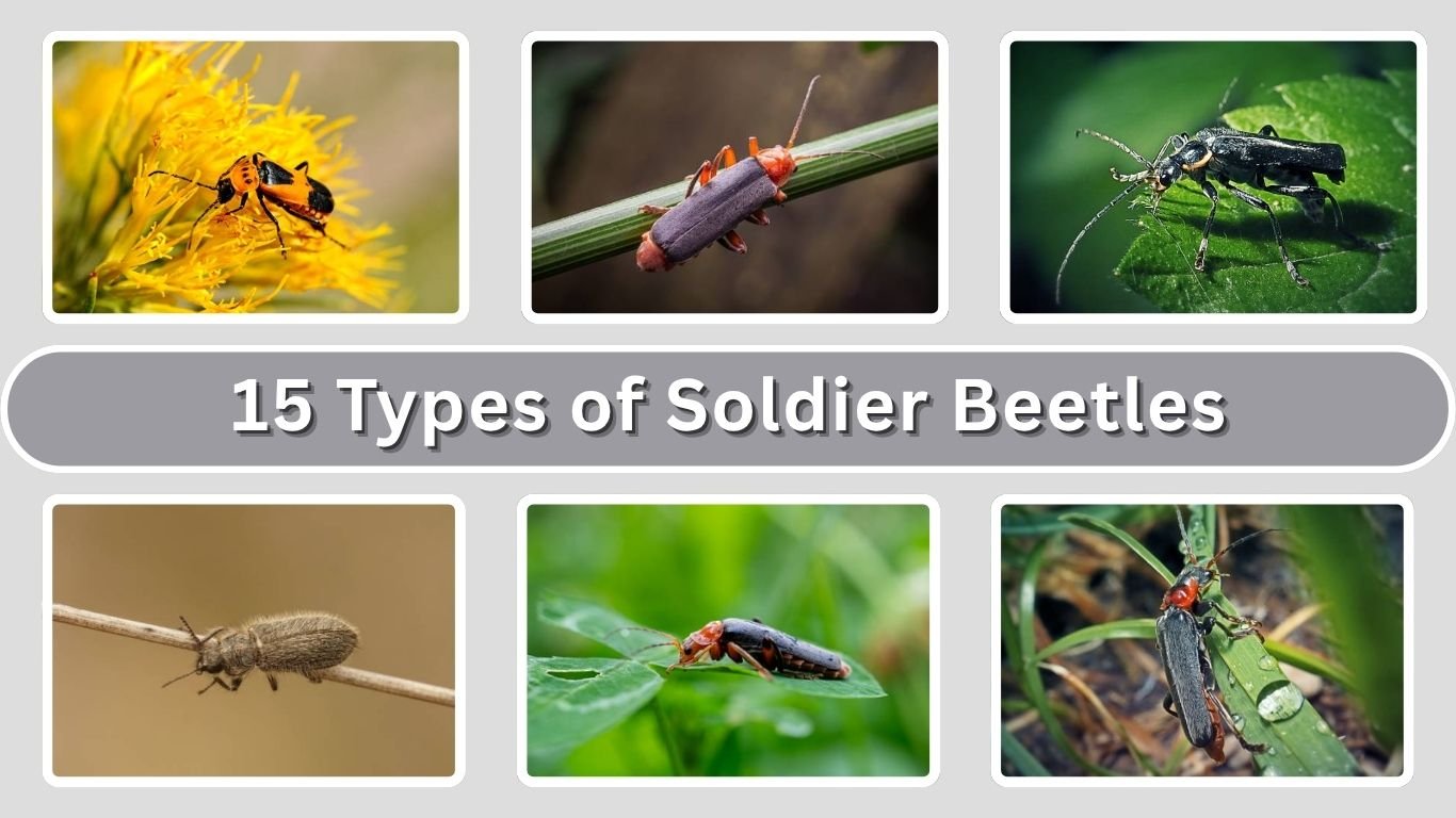 15 Types of Soldier Beetles: Identification Guide