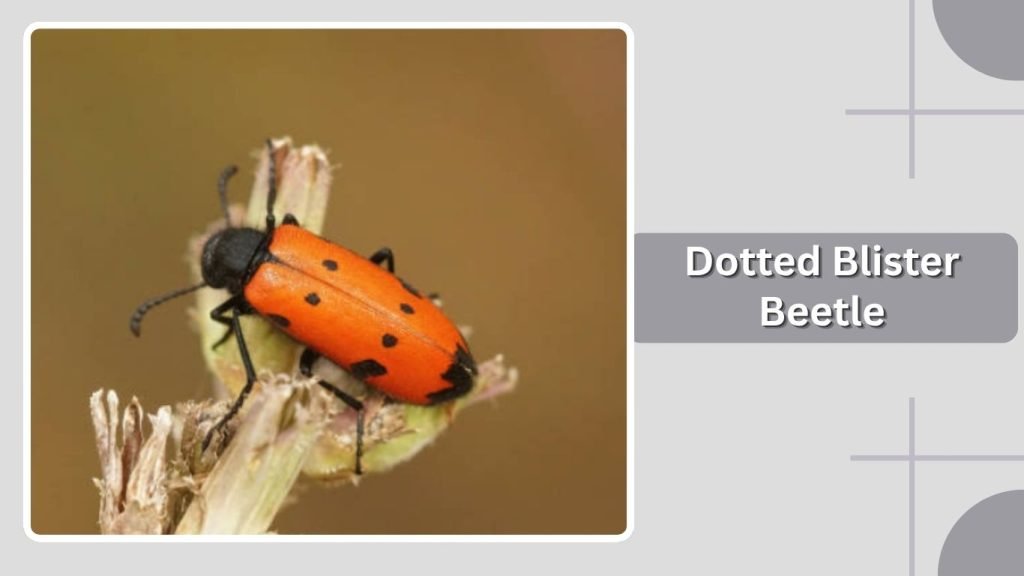 Dotted Blister Beetle