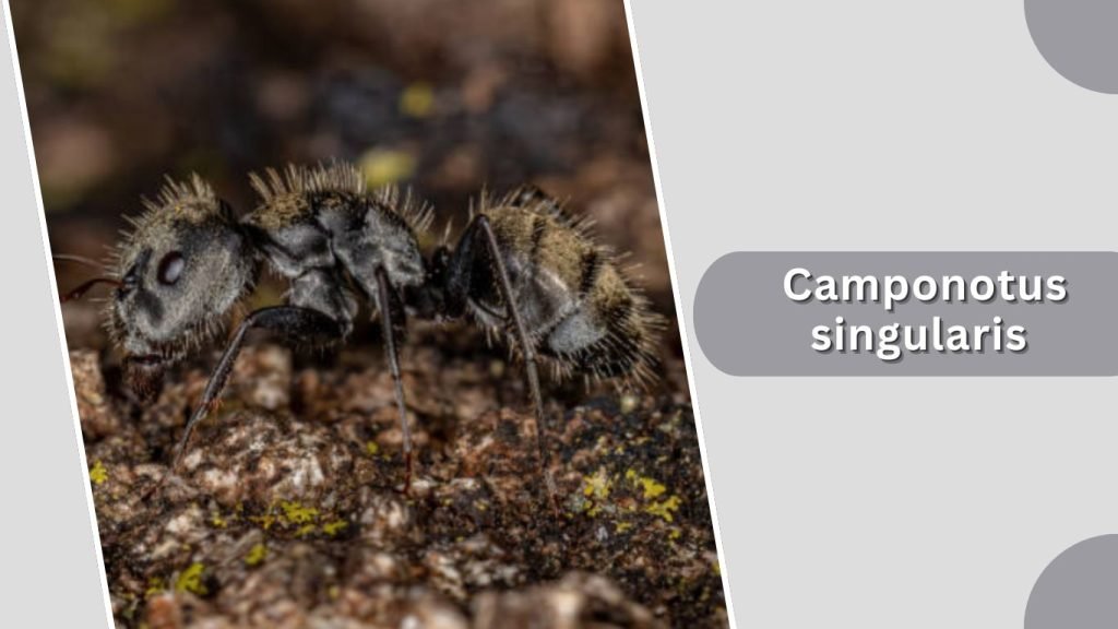 Camponotus singularis