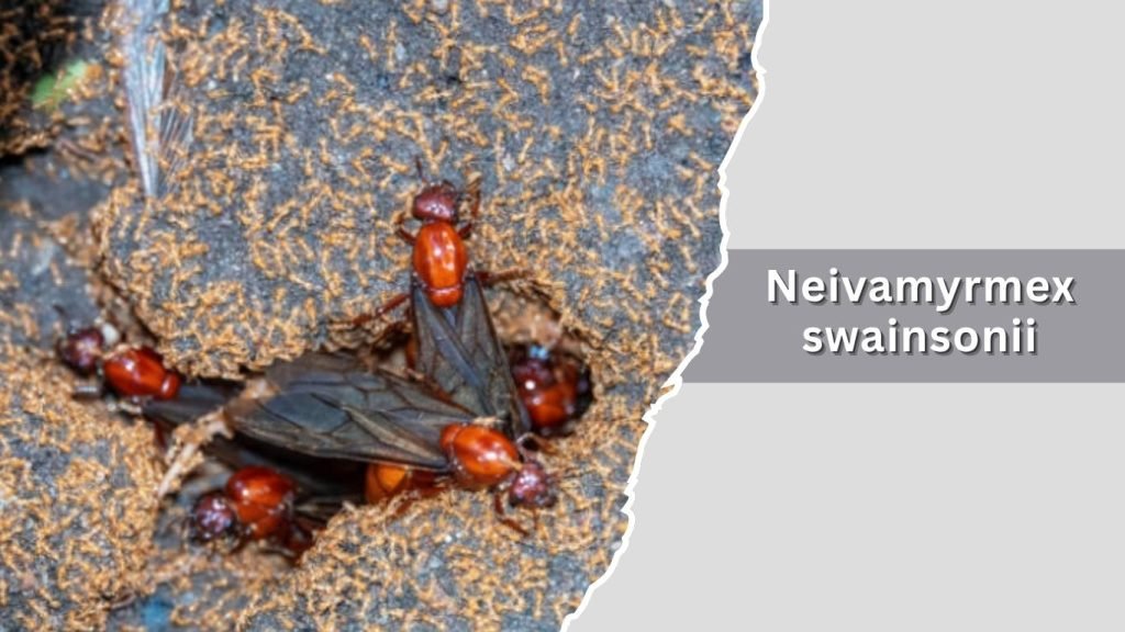 Neivamyrmex swainsonii