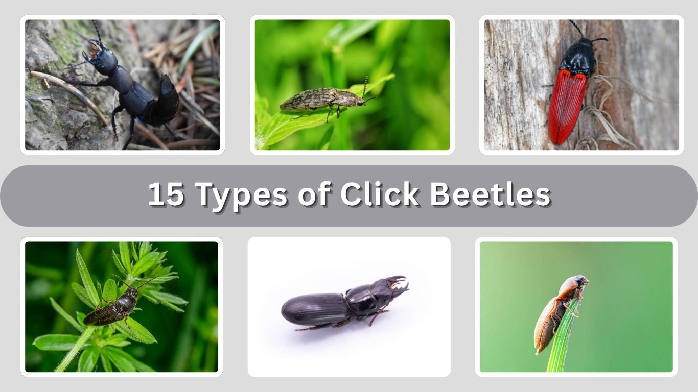 15 Types of Click Beetles: Species Identification Guide