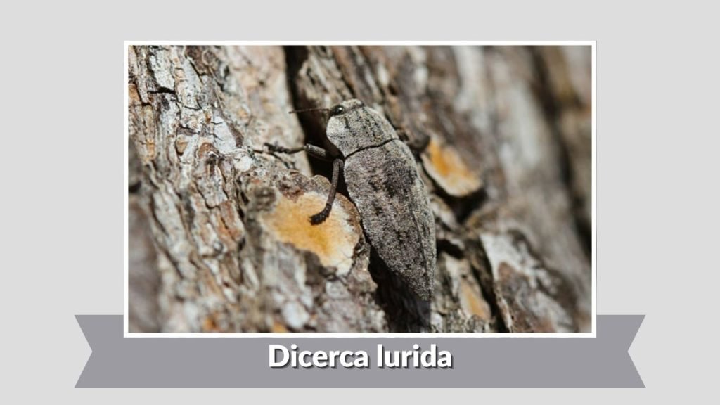 Dicerca lurida