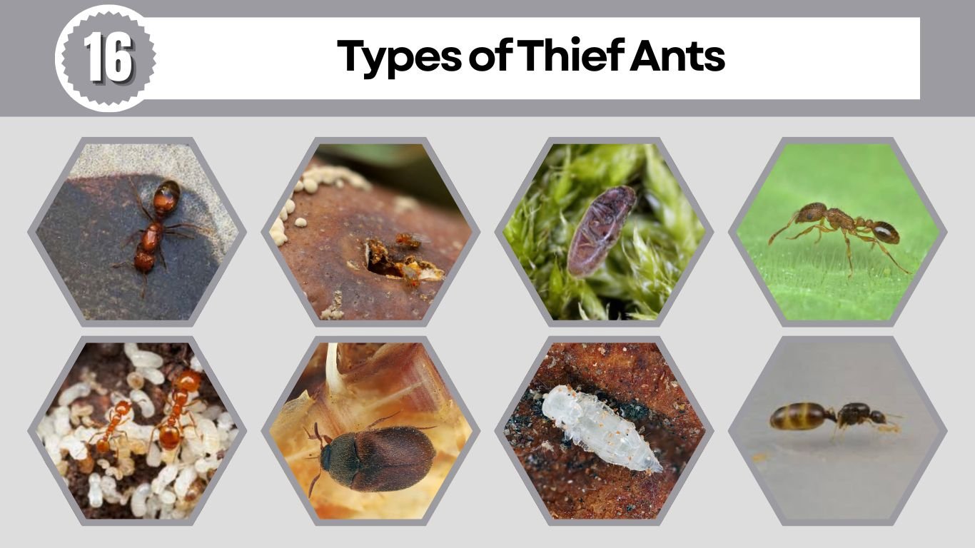 16 Types of Thief Ants: Identification with Pictures