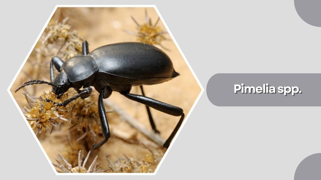 Pimelia spp.
