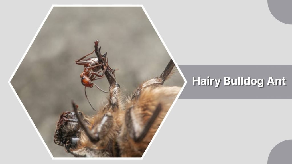 Hairy Bulldog Ant