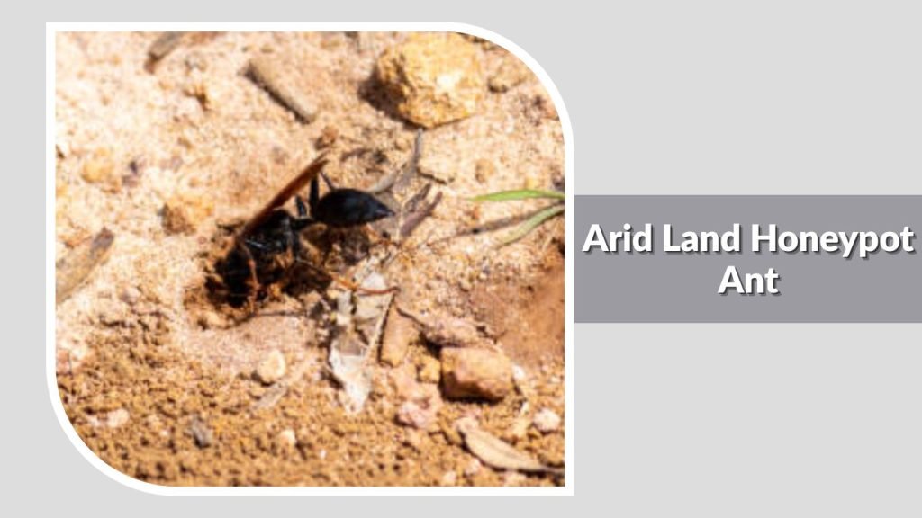 Arid Land Honeypot Ant