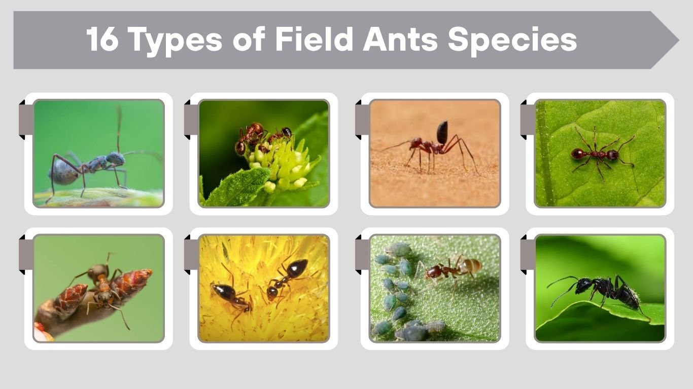 16 Types of Field Ants Species Identification with Pictures