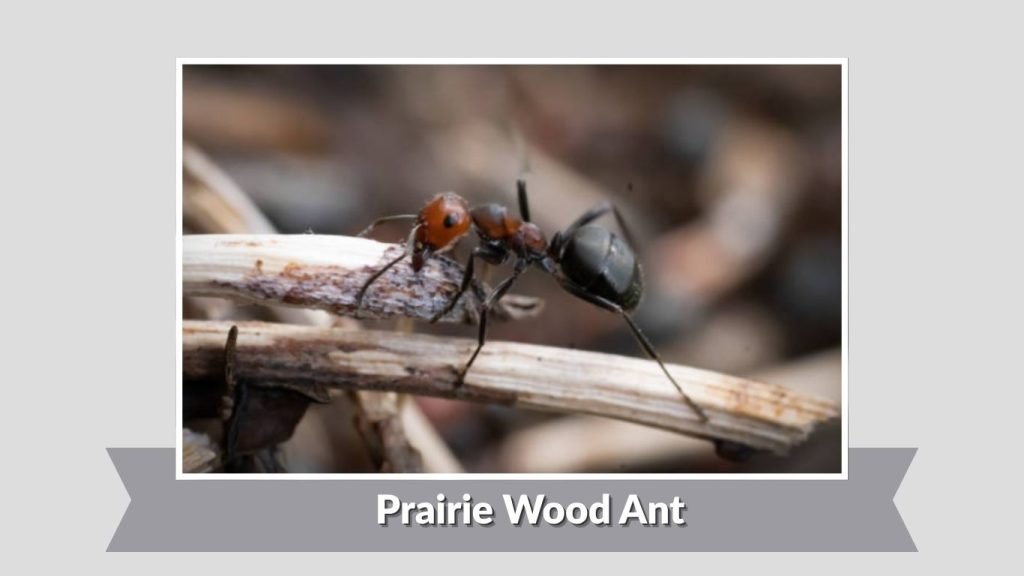 Prairie Wood Ant