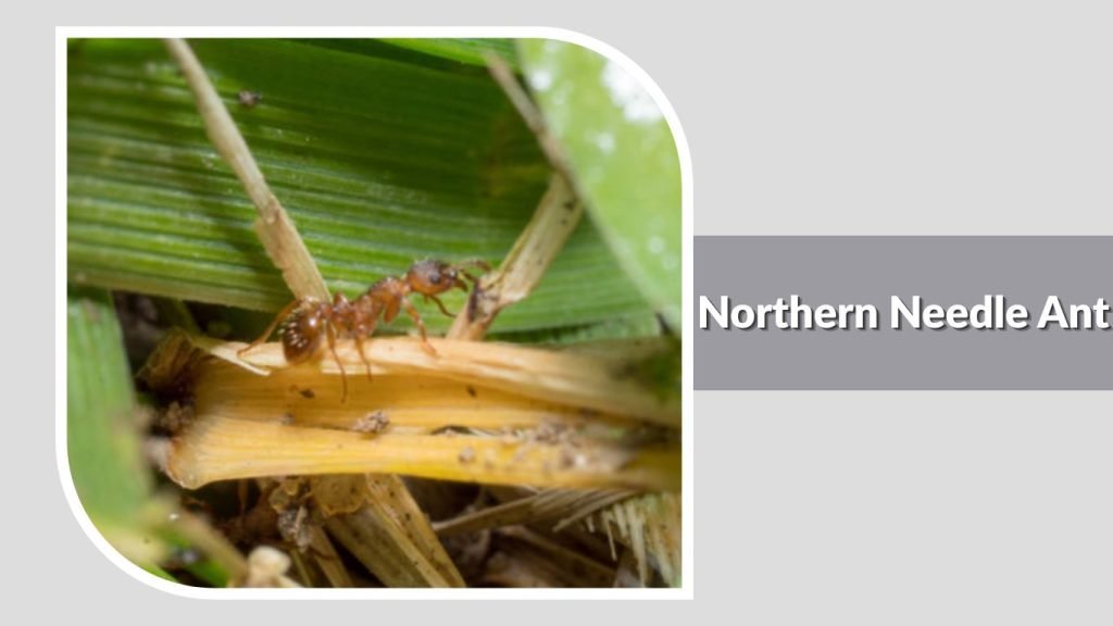 Northern Needle Ant