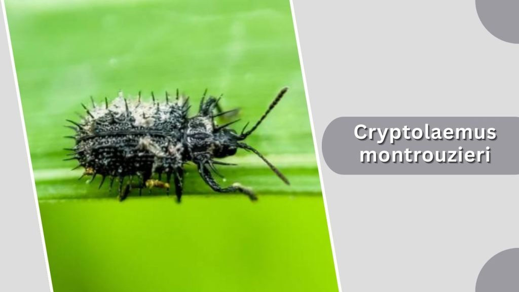 Cryptolaemus montrouzieri