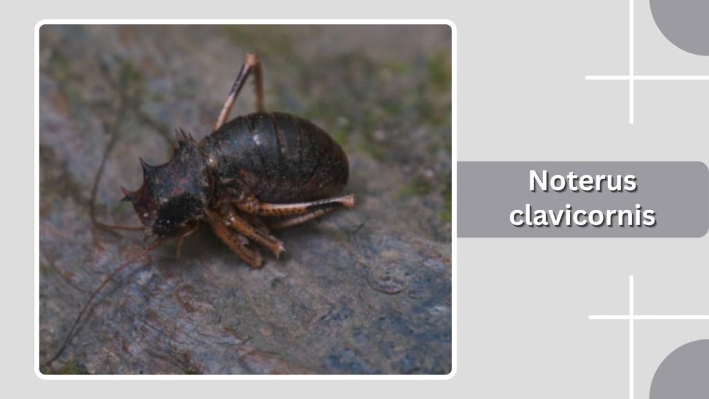 Noterus clavicornis