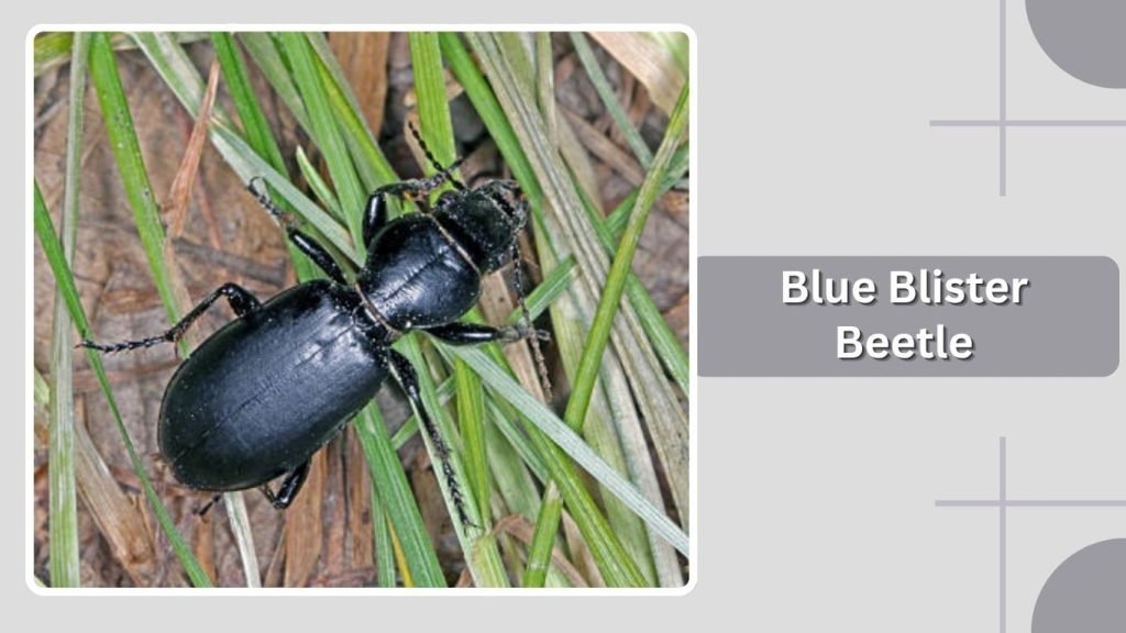 Blue Blister Beetle