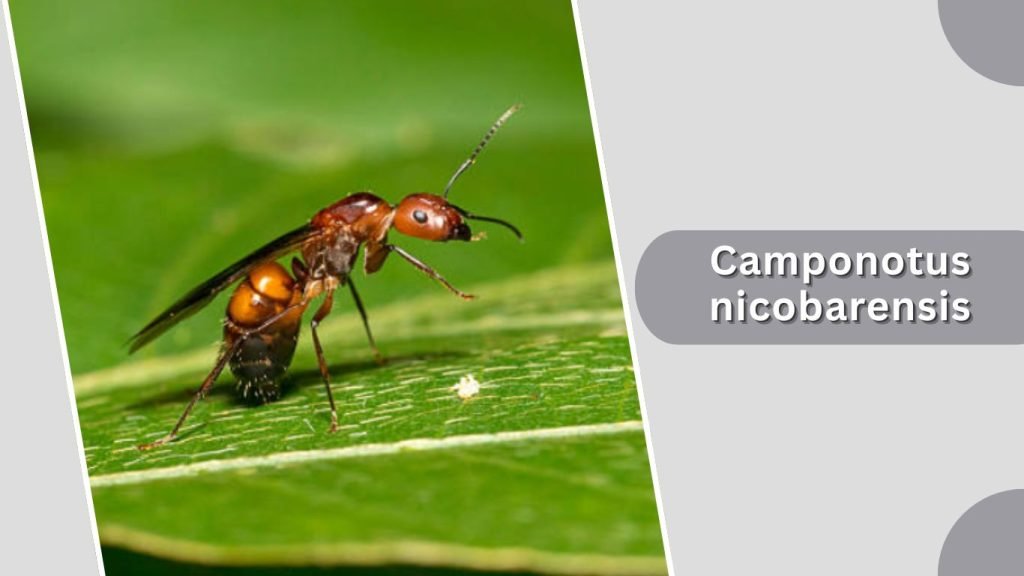 Camponotus nicobarensis