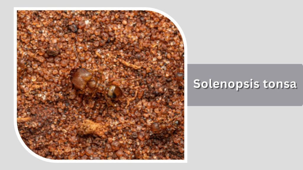 Solenopsis tonsa (