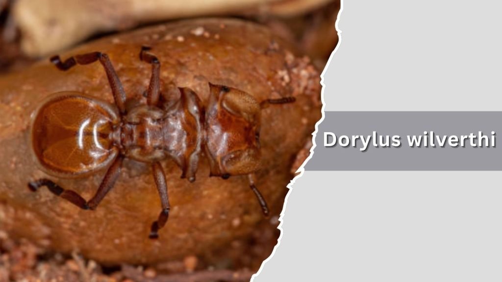 Dorylus wilverthi