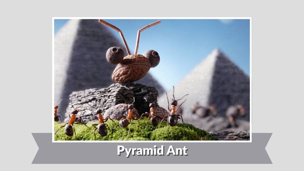 Pyramid Ant