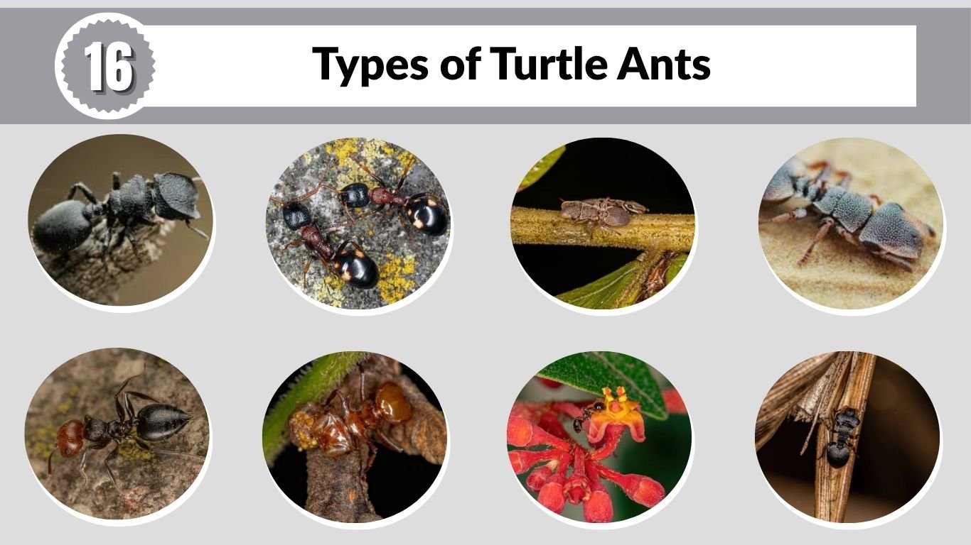16 Types of Turtle Ants: Identification with Pictures