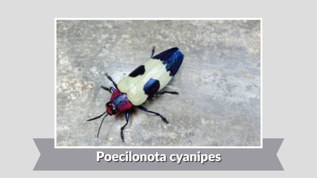  Poecilonota cyanipes