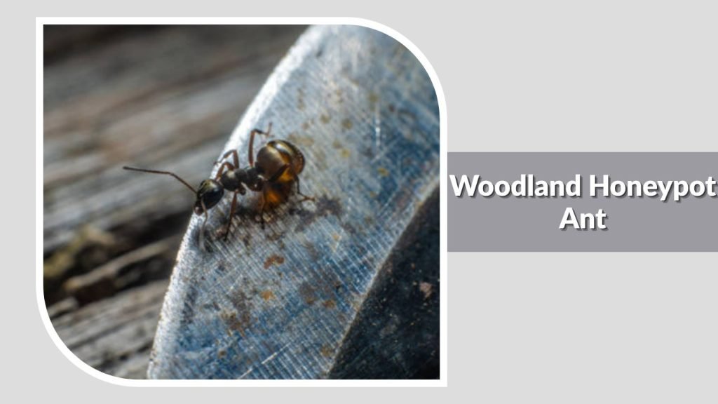  Woodland Honeypot Ant