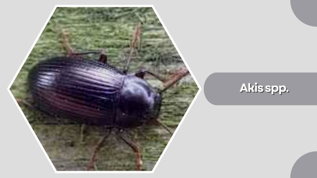 Akis spp.