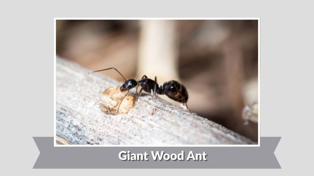 Giant Wood Ant