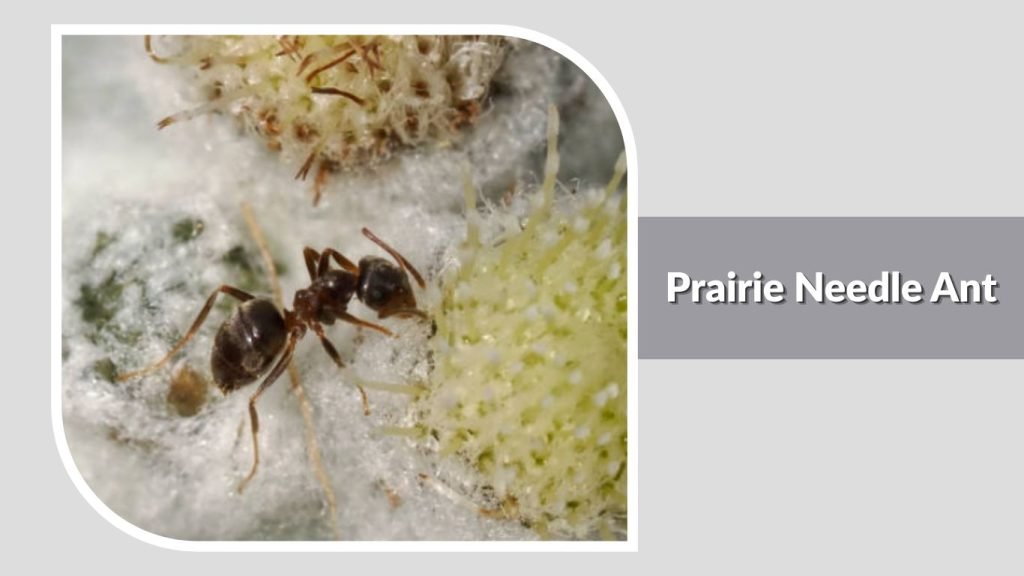  Prairie Needle Ant