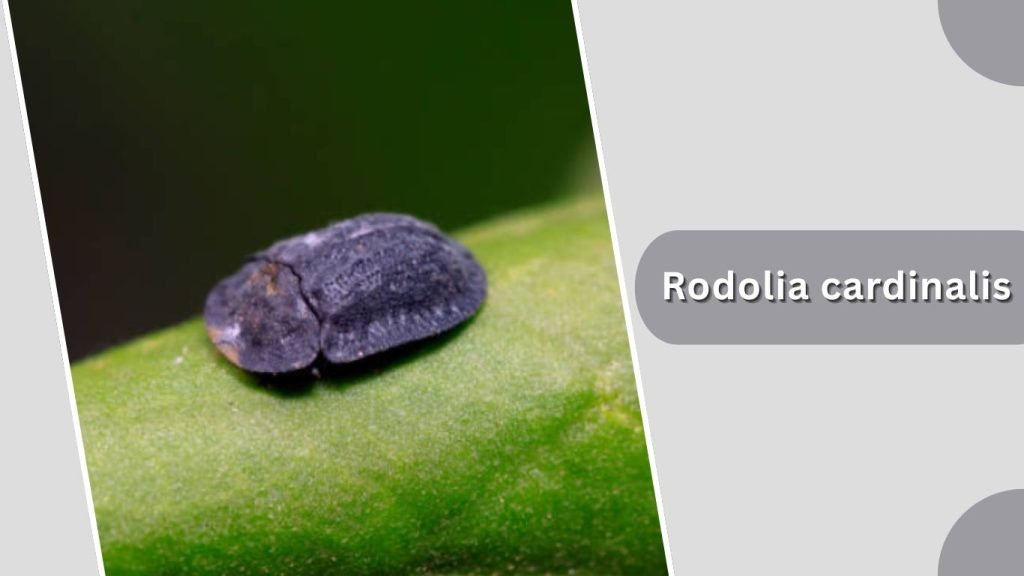 Rodolia cardinalis