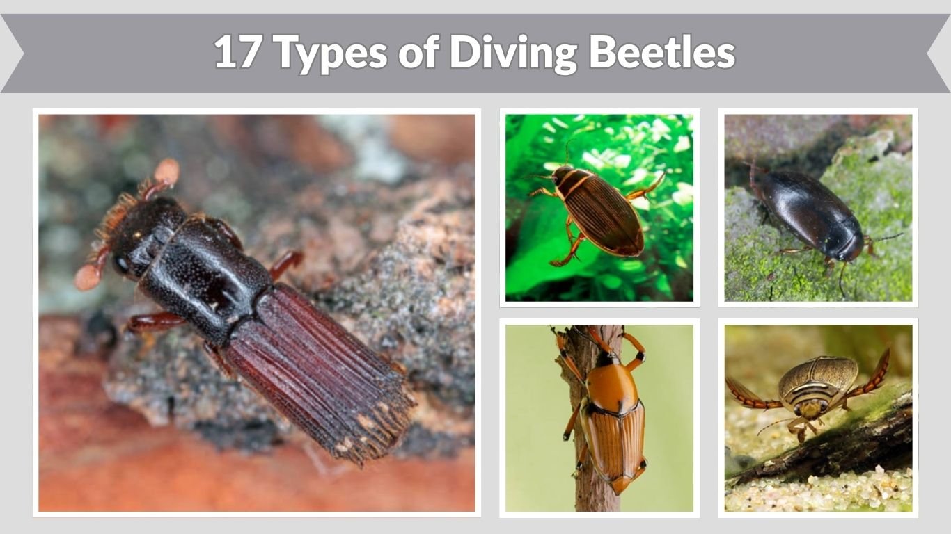 17 Types of Diving Beetles: Species Identification Guide