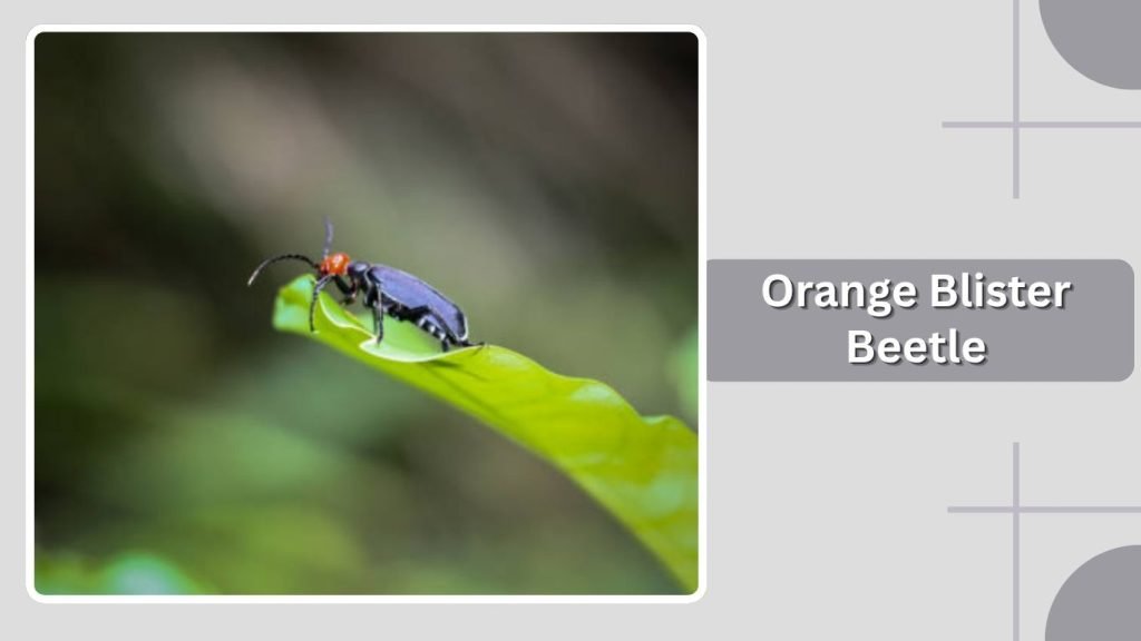 Orange Blister Beetle