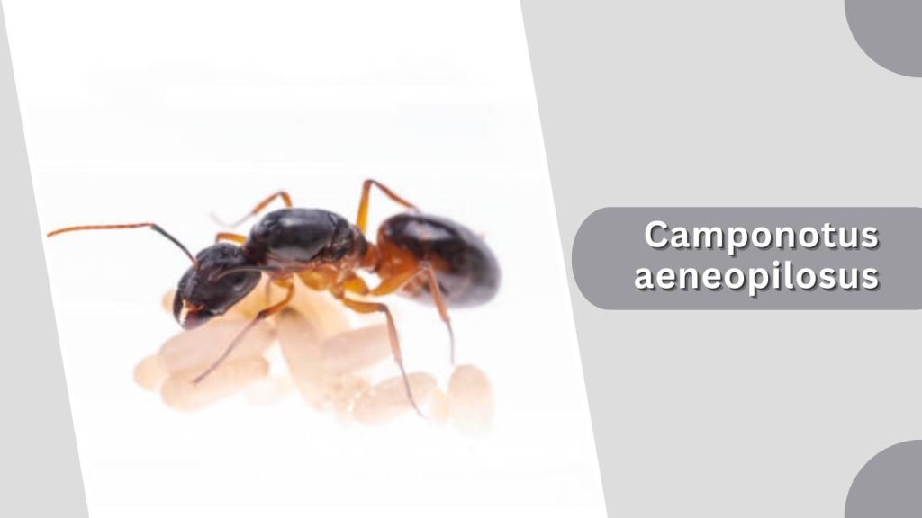  Camponotus aeneopilosus