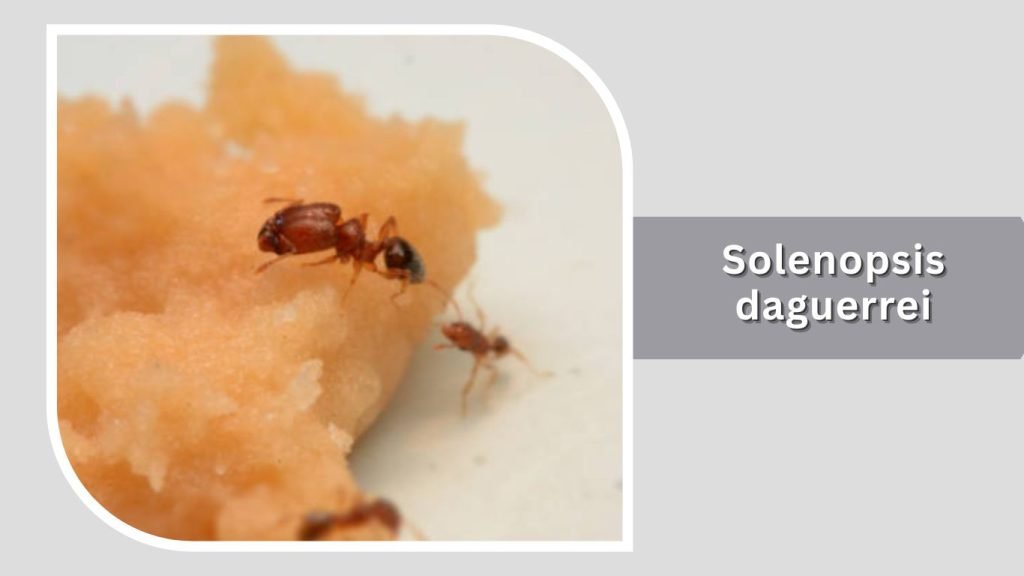  Solenopsis daguerrei